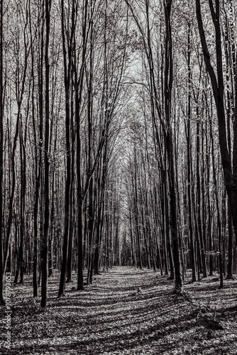 Landscapes - Forest - Europe, Romania, Suceava region