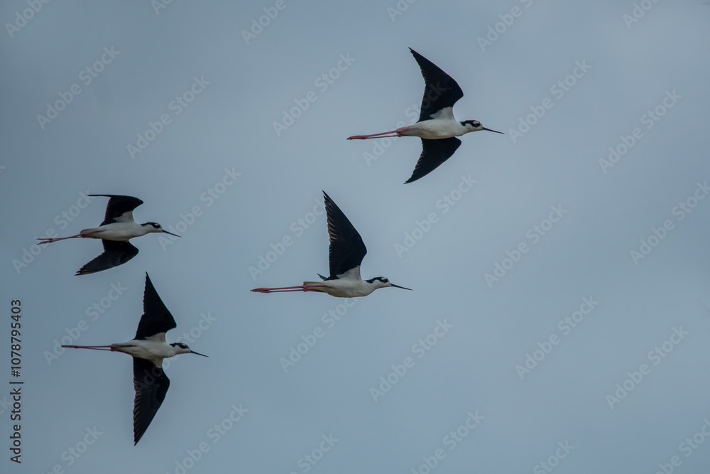 Black-necked stilt (Himantopus mexicanus) flying on blue sky background.