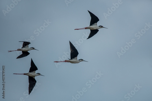 Obraz na płótnie Black-necked stilt (Himantopus mexicanus) flying on blue sky background. w salonie