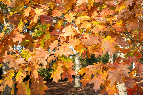 Afternoon sunshine lighting up the golden autumn leaves on an oak tree in the Dordogne region of France photo