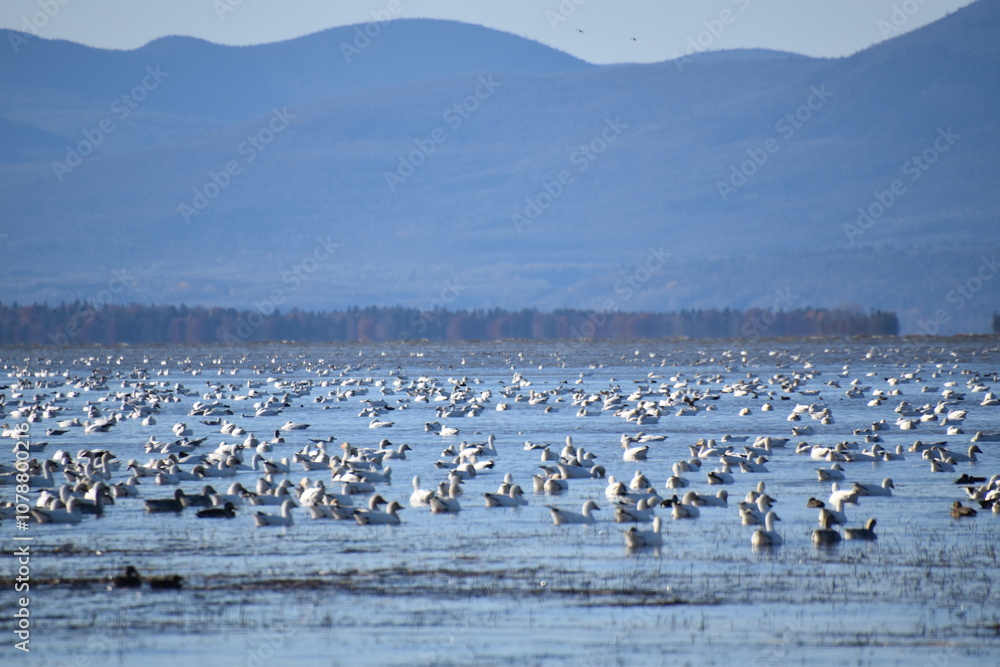 Fototapeta premium Snow geese on the river, Montmagny, Québec, Canada