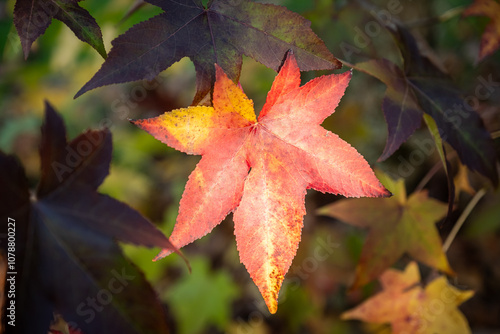 Red and golden autumn leaves of a Liquidamber tree in the Dordogne region of France