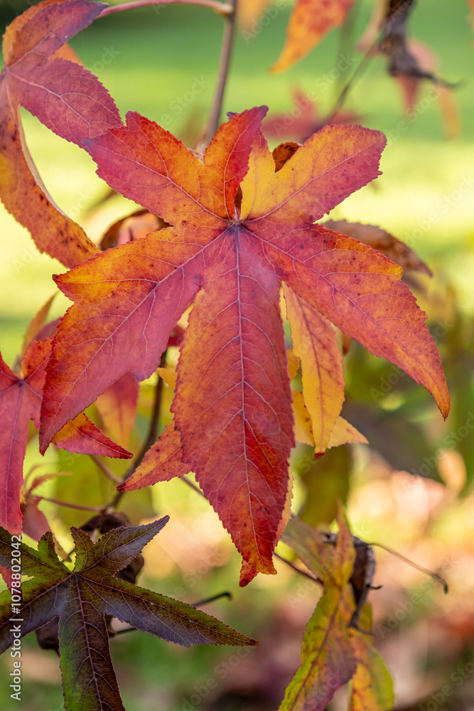 Sunlight on the red and golden autumn leaves of a Liquidamber tree in the Dordogne region of France Sunlight on the red and golden autumn leaves of a Liquidamber tree in the Dordogne region of France