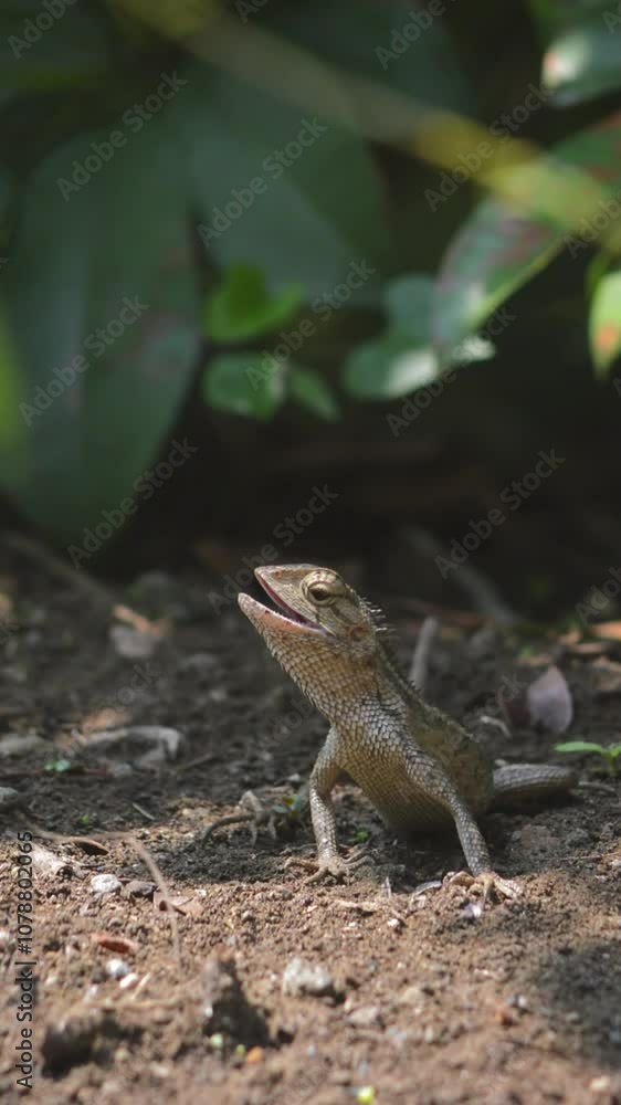 chameleons or wild calotes. Invasive animals that live and thrive in Indonesia. Calotes is a genus of lizards in the draconine clade of the family Agamidae. chameleons or wild calotes. Invasive animals that live and thrive in Indonesia. Calotes is a genus of lizards in the draconine clade of the family Agamidae.
