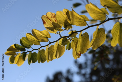 yellowing leaves of orchide tree in autumn photo