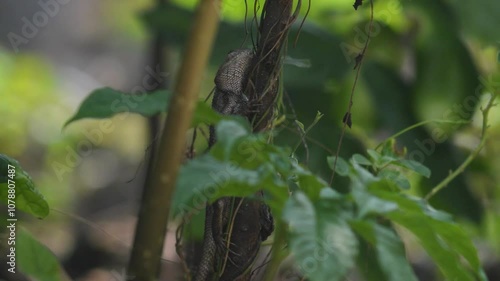 chameleons or wild calotes. Invasive animals that live and thrive in Indonesia. Calotes is a genus of lizards in the draconine clade of the family Agamidae. photo