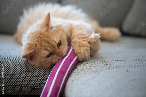 Fotografie Selkirk Rex Kater mit einem Katzenminze Spielzeug
