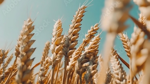 Close-up of Golden Wheat Stalks Against a Blue Sky