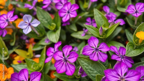 Vibrant purple flower petals and leaves in close-up detail, garden, bloom, vibrant