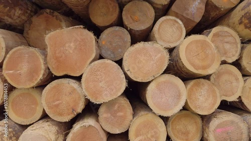 Cut wood timber logs in a pile at the roadside.