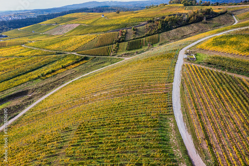 Bird's eye view of the vineyards near Martinsthal in the Rheingau in autumn