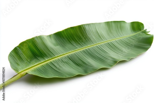 Explore the unique characteristics of a banana leaf nature's versatile green wonder