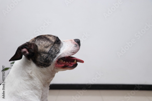 White pitbull with brown markings faces sideways in a well-lit room, tongue extended slightly, highlighting its facial structure, captured to show calm demeanor and attentive nature indoors.