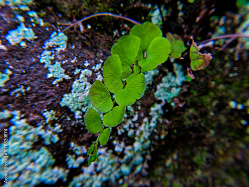 Adiantum raddianum, also called moringa suplir, is a type of suplir that is quite popular as an ornamental plant for tables or small gardens.	
 photo