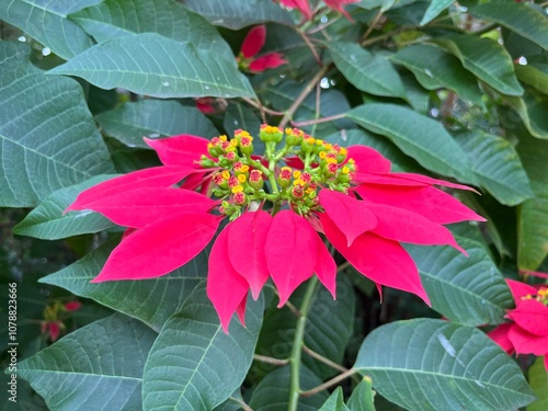  Christmas flower with its fresh and strikingly colored leaves