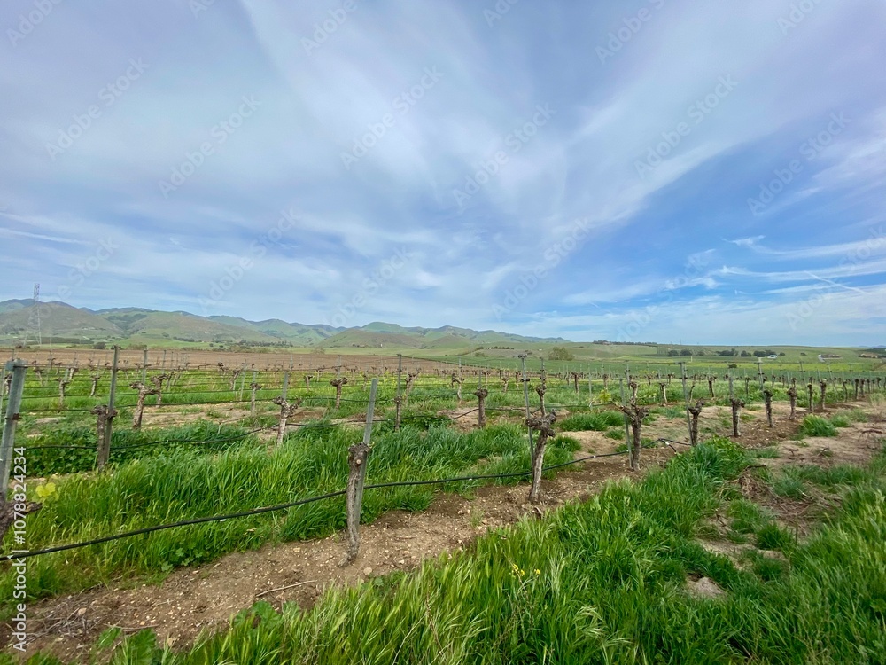 vineyard vineyard