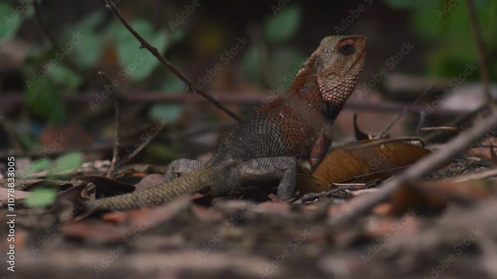 shot on wild male calotes with a reddish orange head during the mating season shot on wild male calotes with a reddish orange head during the mating season