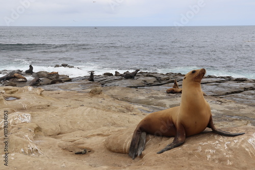 Sea Lion in San Diego photo