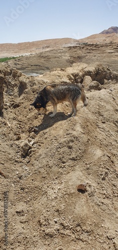 A wet husky dog explores dry, rocky desert terrain under a clear blue sky. The dog sniffs the ground on a rough, sandy slope with arid hills and distant vegetation visible in the background.