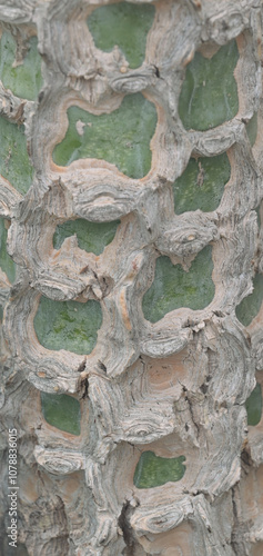 Beautiful details of euphorbia viguieri photo