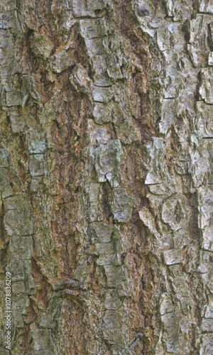 Beautiful close-up of the bark of quercus lobata