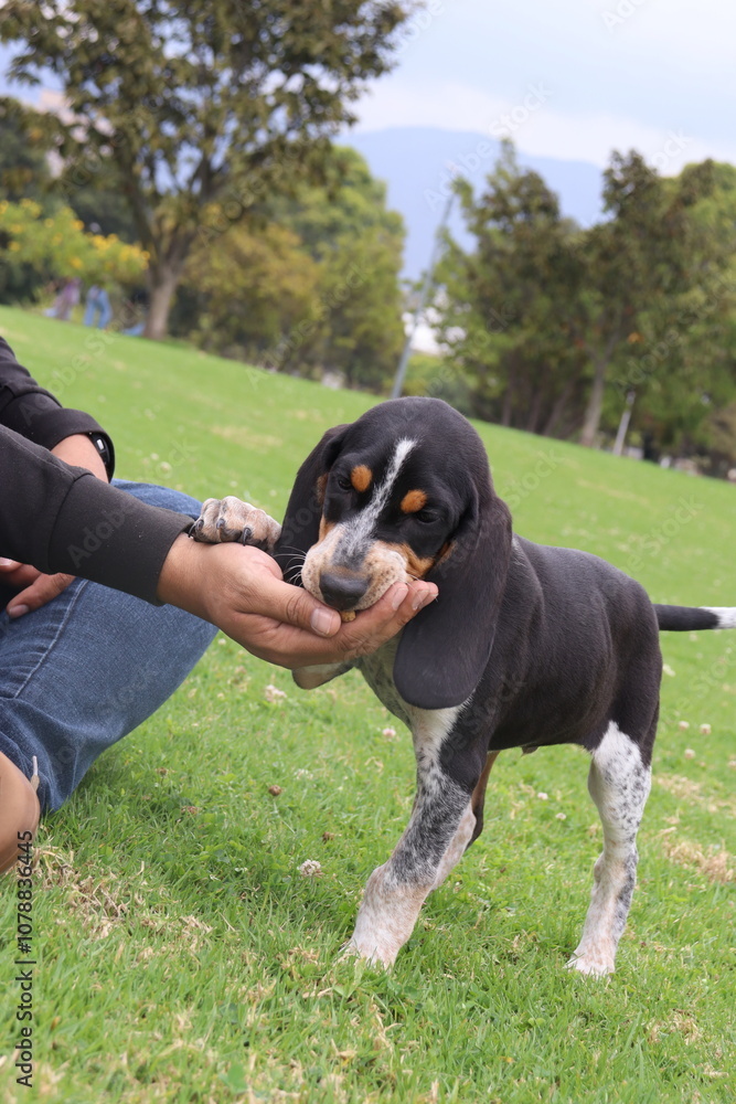 dog , perro, paseo , parque , salida , raza , pet dog , perro, paseo , parque , salida , raza , pet