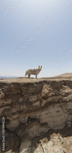 White husky dog standing on a rocky cliff, covered in dirt after a swim, with tongue out, under a clear blue sky. The Dead Sea mountains background