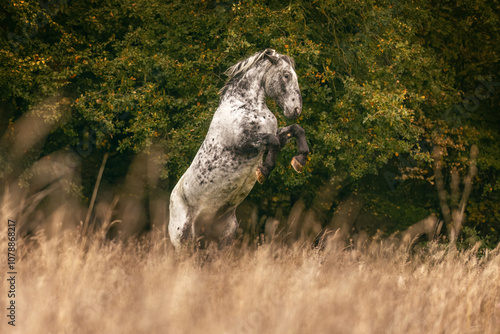 Photography A rearing noriker coldblood horse mare with leopard coat color on a meadow in ea