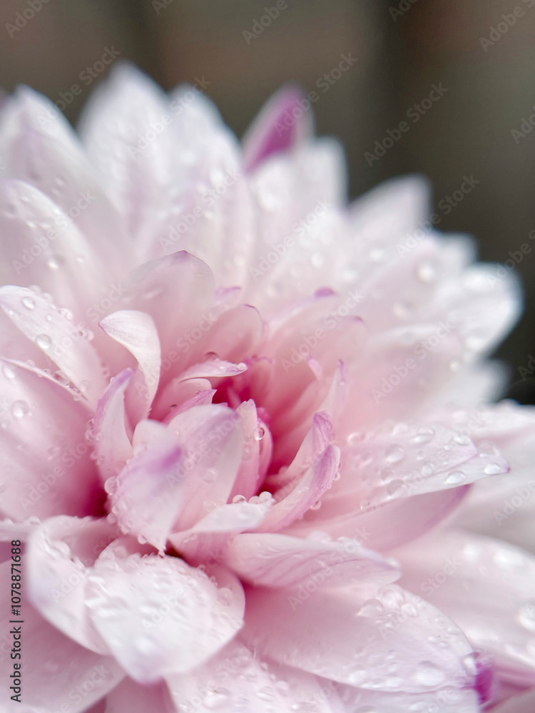 Pink Dahlia Pink Dahlia