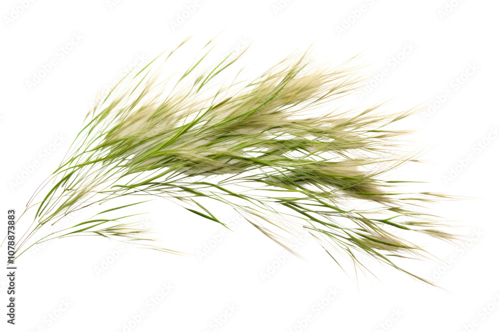 A detailed view of wild grass featuring fine, wispy blades and natural imperfections, isolated on a plain white background A detailed view of wild grass featuring fine, wispy blades and natural imperfections, isolated on a plain white background