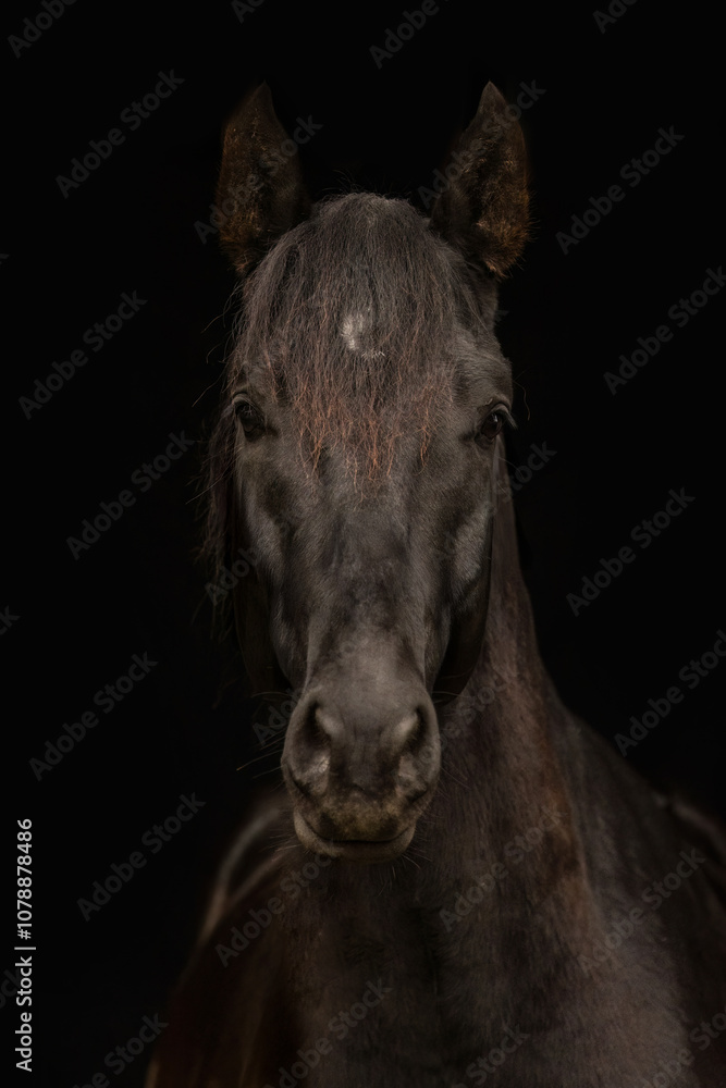 Obraz premium Black shot portrait of a young black kabardinian horse