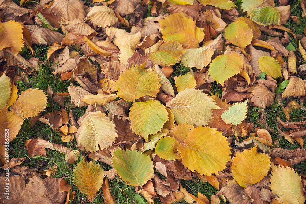 Obraz premium liście,jesień