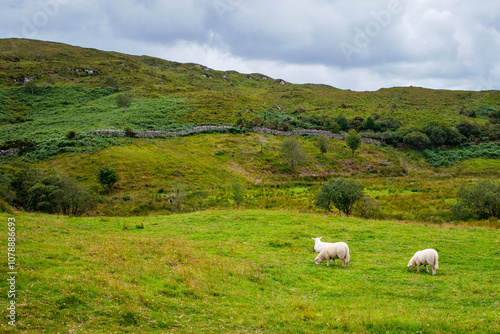 Ireland landscape. Magical Irish hills. Green island with sheep and cows on cloudy foggy day. Connemara national park in Ireland.