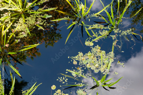 European frogbit (Hydrocharis morsus-ranae) and Water soldiers (Stratiotes aloides) at Oranjewoud forest, Friesland, The Netherlands photo