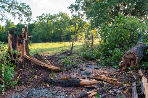 Tree removal required for travel