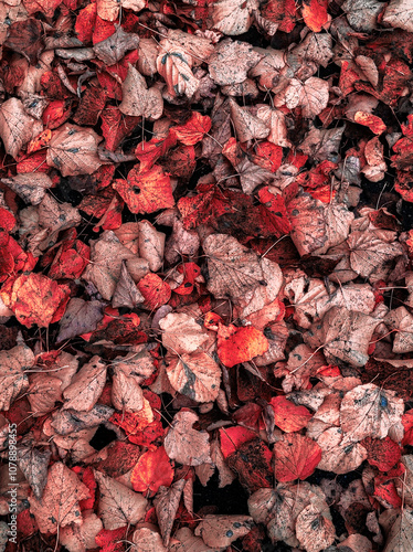 Leaves in the ground 
