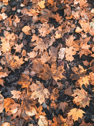 autumn leaves background