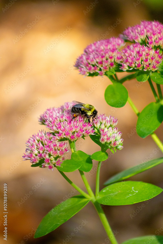 Obraz premium Bee on Flower