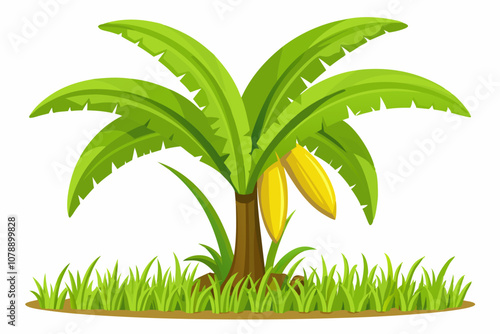  Beautiful banana tree on white background vector art illustration photo