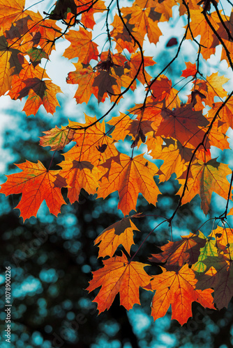 Yellow autumn leaves and black trunks against a blue sky.