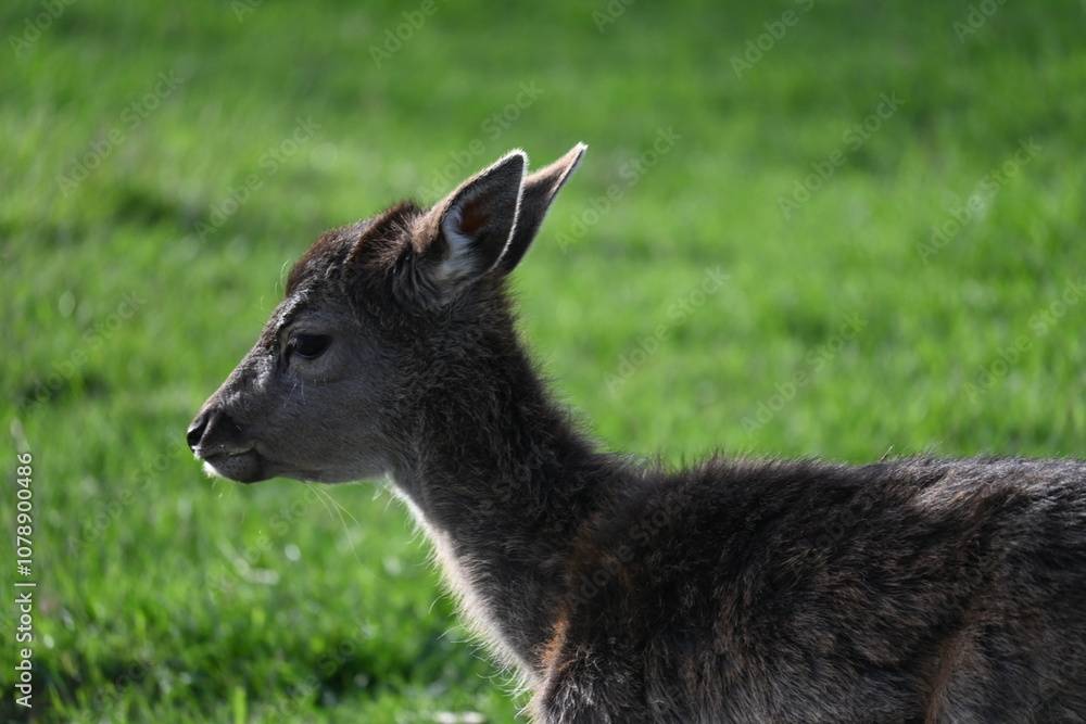 wild deer animal on a green meadow wild deer animal on a green meadow
