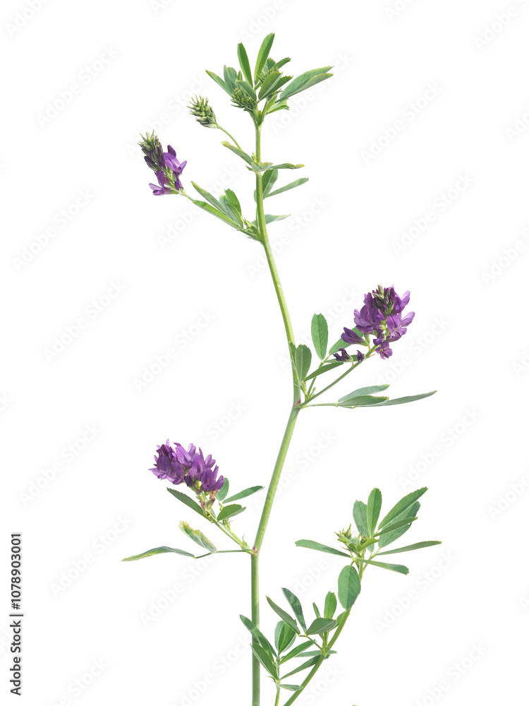 Alfalfa plant with purple flowers isolated on white, Medicago sativa Alfalfa plant with purple flowers isolated on white, Medicago sativa