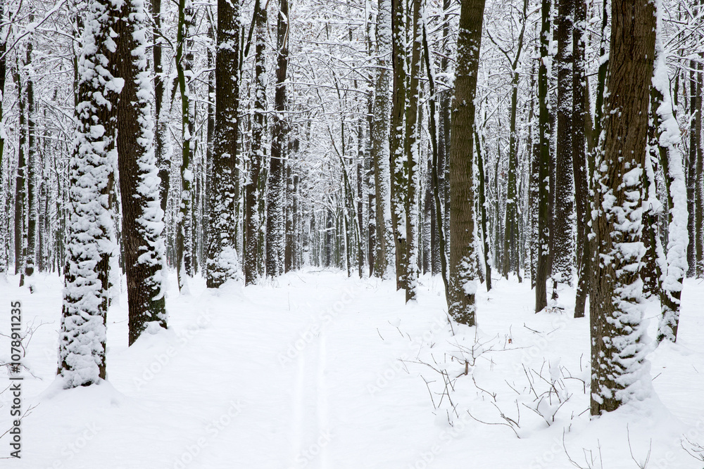 Winter forest and the road. Winter landscape. Forest landscape Winter forest and the road. Winter landscape. Forest landscape