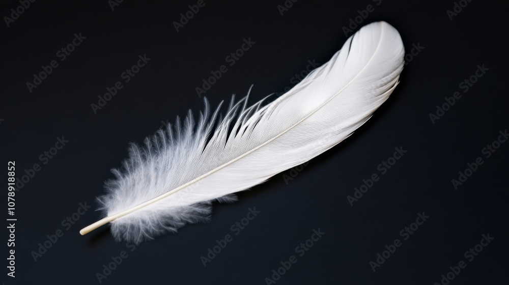 Close-up of a Delicate White Feather on Black Background Close-up of a Delicate White Feather on Black Background