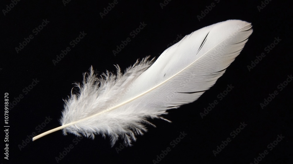 White Bird Feather on Black Background - Close-Up White Bird Feather on Black Background - Close-Up