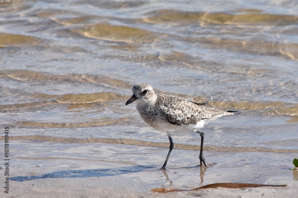 Semipalmated sandpiper bird shoreline water beach Semipalmated sandpiper bird shoreline water beach