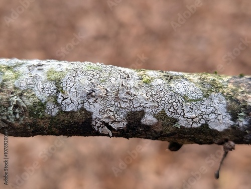 Various lichens and mosses on a tree branch