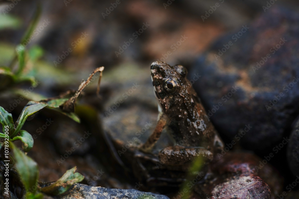 Obraz premium frog on the stone