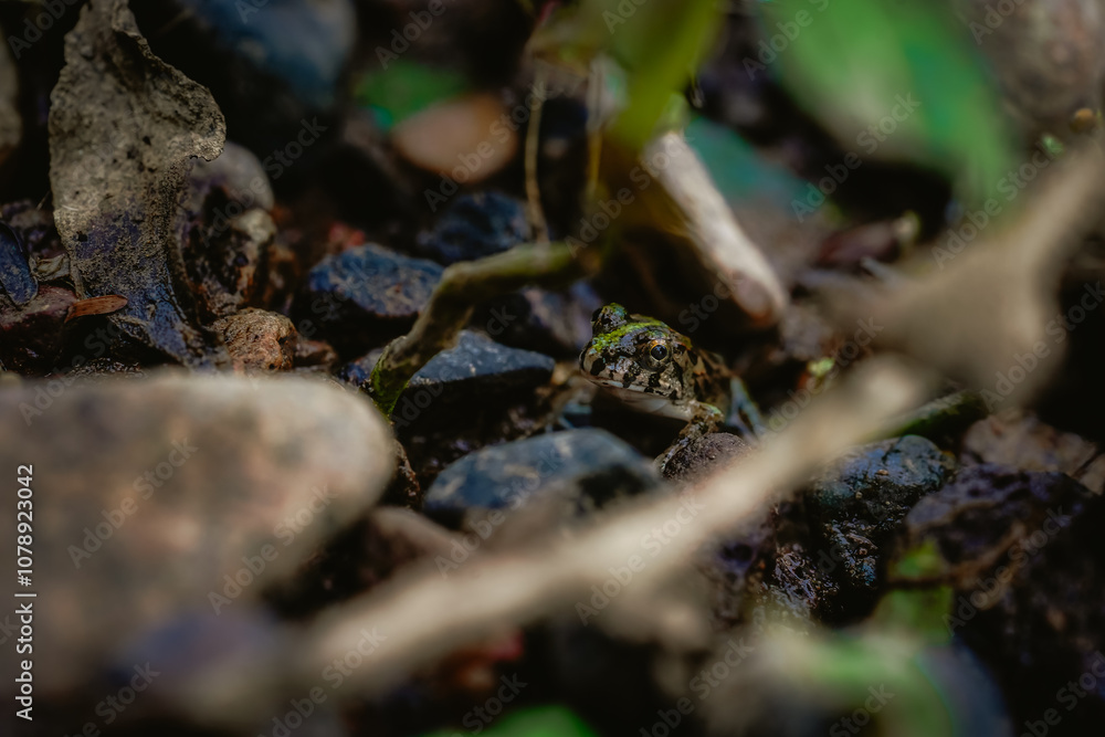 Frog on the riverbank Frog on the riverbank