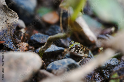 Frog on the riverbank